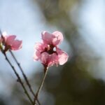 Blossom Bloom Pink Flower Nature  - Erniene / Pixabay