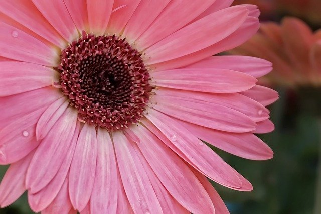 Daisy Gerber Gerber Daisy Flower  - FrancineS0321 / Pixabay
