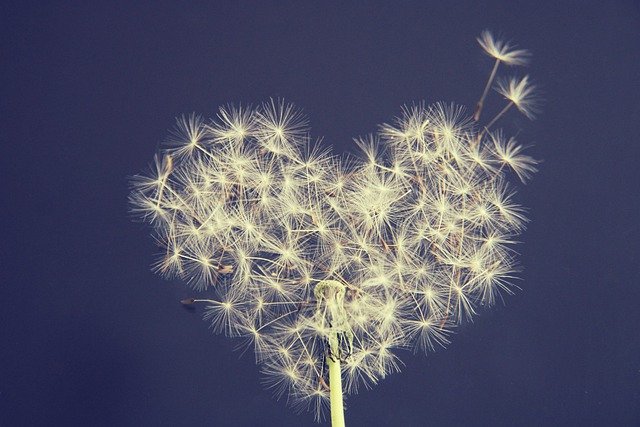 Dandelion Heart Wish You Love  - Kranich17 / Pixabay