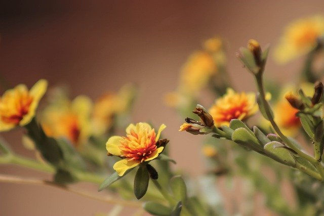 Flower Orange Flowers Love Summer  - Ogutier / Pixabay