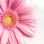 Flower Pink Gerbera Nature Spring  - Nietjuh / Pixabay