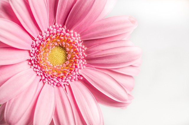Flower Pink Gerbera Nature Spring  - Nietjuh / Pixabay