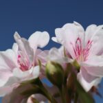 Flower Rosa Sky Nature Beauty  - seniatram1 / Pixabay