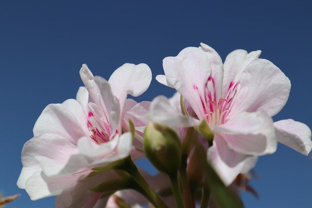 Flower Rosa Sky Nature Beauty  - seniatram1 / Pixabay