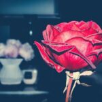 Flower Rose Love Nature Roses  - pittsburghbeautiful / Pixabay