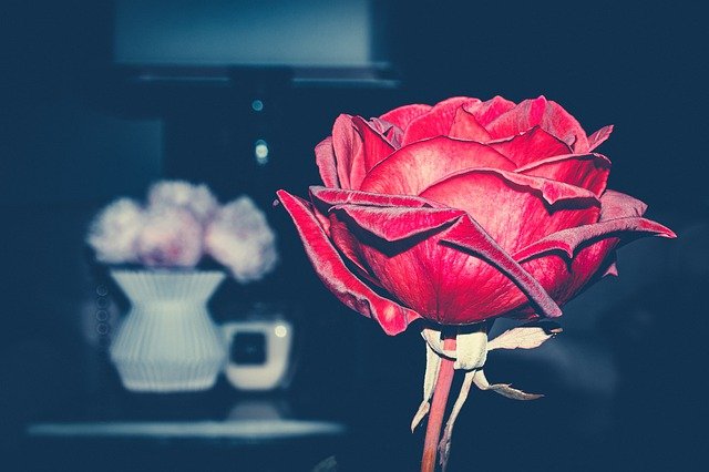 Flower Rose Love Nature Roses  - pittsburghbeautiful / Pixabay