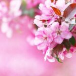 Flowers Pink Flowering Spring  - katerinavulcova / Pixabay