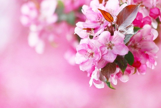 Flowers Pink Flowering Spring  - katerinavulcova / Pixabay