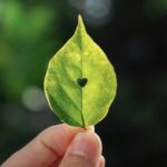 Heart Leaf Nature Fingers Love  - VuLy / Pixabay