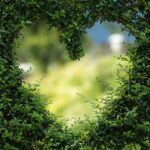 Heart Leaves Foliage Garden Bush  - biancamentil / Pixabay