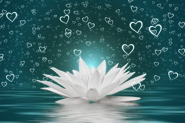 Heart Water Lily Water Wave Love  - geralt / Pixabay