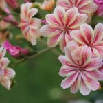 Houseleek Houseleek Flowers Flora  - Sabine_Zierer / Pixabay