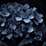 Hydrangea Mourning Loss Love  - Mylene2401 / Pixabay