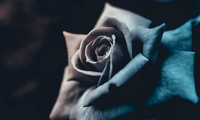 Pink Flower Spring Nature Roses  - AJS1 / Pixabay