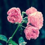 Pink Roses Flower Garden Pink  - mwitt1337 / Pixabay