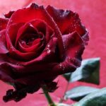Red Rose Rose Flower Passion  - armennano / Pixabay