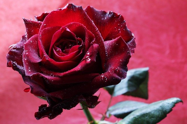 Red Rose Rose Flower Passion  - armennano / Pixabay