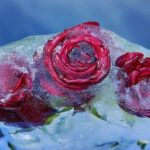 Red Roses Flower Rose Bloom Frozen  - Couleur / Pixabay