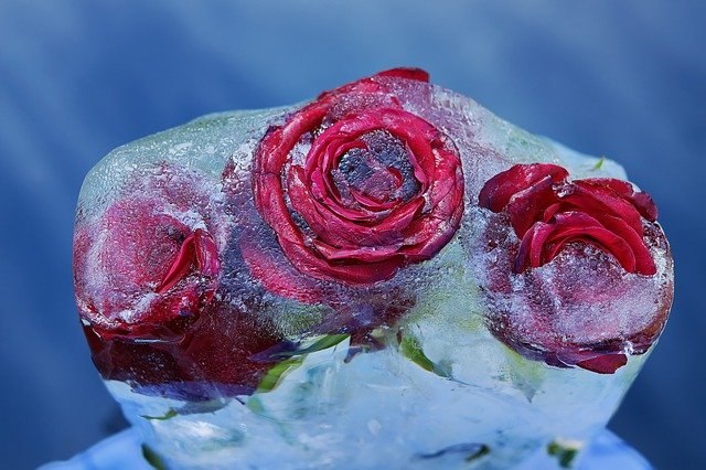 Red Roses Flower Rose Bloom Frozen  - Couleur / Pixabay