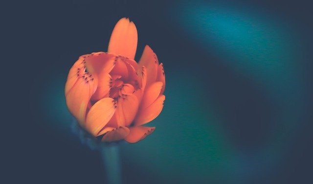 Romantic Flower %C%illet Sailing  - selenee51 / Pixabay
