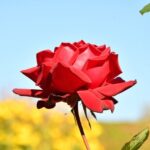 Rose Blossom Bloom Garden Flowers  - Sinousxl / Pixabay