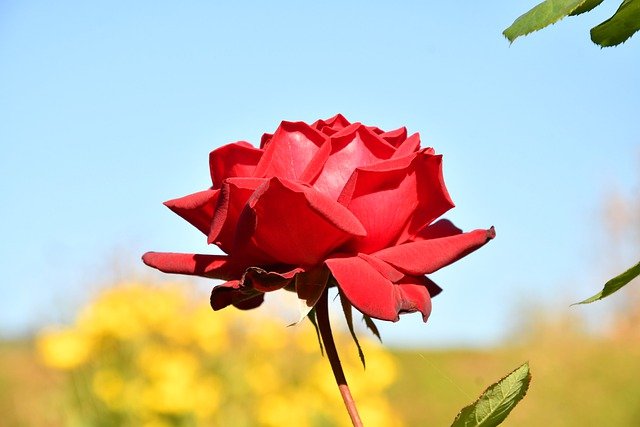 Rose Blossom Bloom Garden Flowers  - Sinousxl / Pixabay
