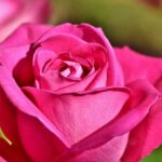 Rose Bouquet Of Roses Blossom Bloom  - Capri23auto / Pixabay