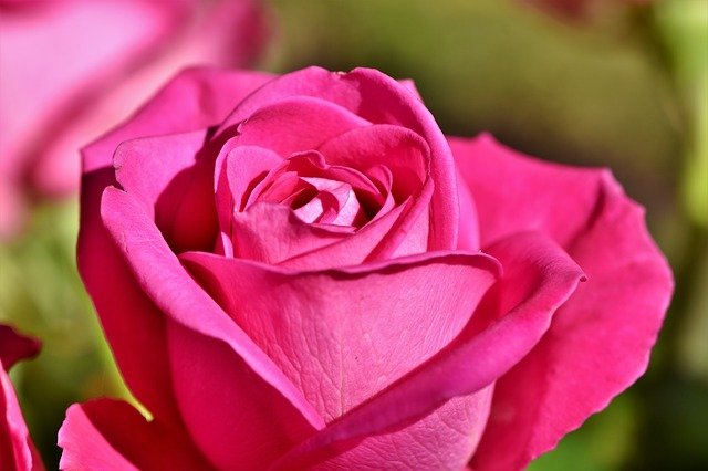 Rose Bouquet Of Roses Blossom Bloom  - Capri23auto / Pixabay