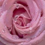Rose Drip Dewdrop Raindrop Wet  - Myriams-Fotos / Pixabay