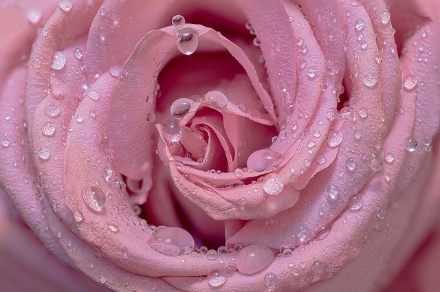 Rose Drip Dewdrop Raindrop Wet  - Myriams-Fotos / Pixabay