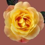 Rose Floribunda M%C%BCnchner Heart  - kasabubu / Pixabay