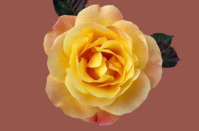 Rose Floribunda M%C%BCnchner Heart  - kasabubu / Pixabay