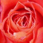 Rose Flower Dew Dewdrops Droplets  - Mammiya / Pixabay