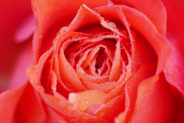 Rose Flower Dew Dewdrops Droplets  - Mammiya / Pixabay