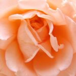 Rose Flower Love Bloom Blossom  - japanibackpacker / Pixabay