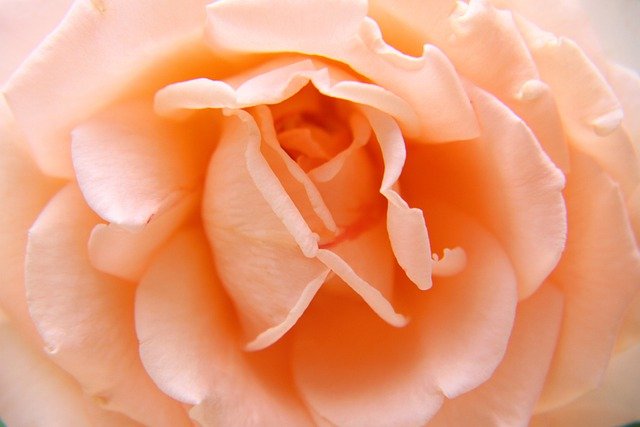 Rose Flower Love Bloom Blossom  - japanibackpacker / Pixabay