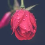 Rose Flower Love Bloom Nature  - leahopebonzer / Pixabay