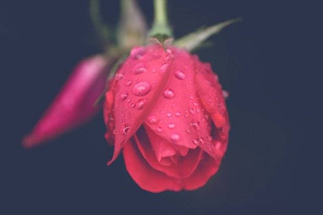 Rose Flower Love Bloom Nature  - leahopebonzer / Pixabay