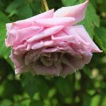 Rose Flower Love Nature Pink  - Konevi / Pixabay