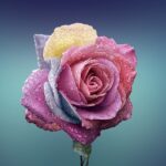 Rose Flower Love Romance Beautiful  - Bessi / Pixabay