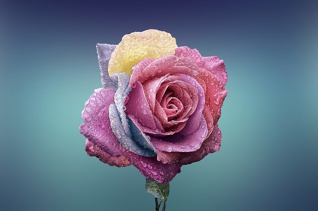 Rose Flower Love Romance Beautiful  - Bessi / Pixabay