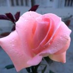 Rose Flower Moonlight  - Guddanti / Pixabay