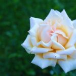 Rose Flower Nature Love Pink  - Konevi / Pixabay