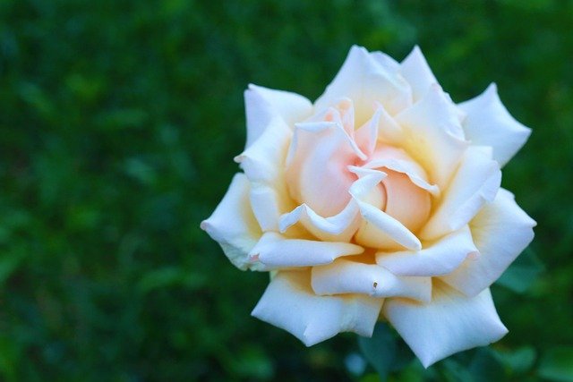 Rose Flower Nature Love Pink  - Konevi / Pixabay