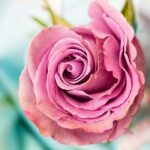 Rose Flower Petal Love Floral  - JillWellington / Pixabay