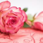 Rose Flower Petals Bloom Blossom  - Bru-nO / Pixabay