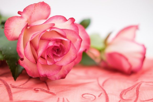 Rose Flower Petals Bloom Blossom  - Bru-nO / Pixabay