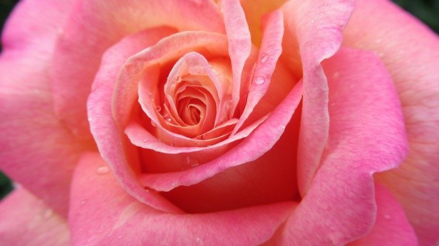 Rose Flower Pink Rain Blossom  - june88 / Pixabay