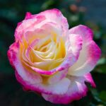 Rose Flower Plant Petals Bloom  - MOHANN / Pixabay