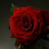 Rose Flower Plant Red Rose  - Lenearise / Pixabay